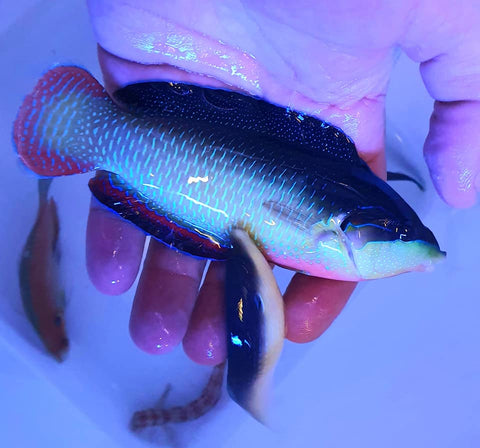China Wrasse
