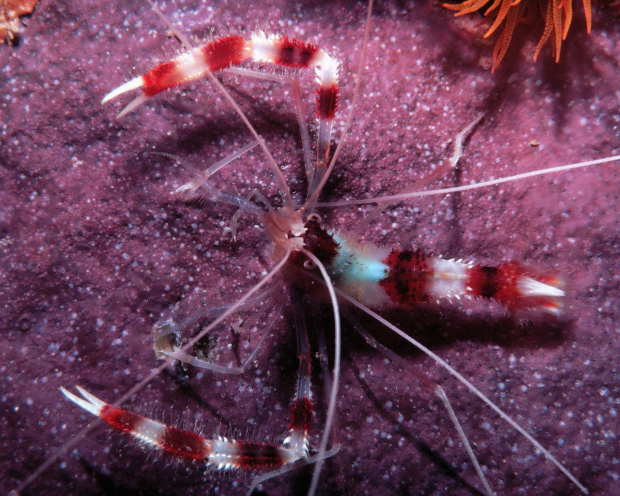 White Glove Shrimp