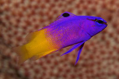 Royal Gramma - Captive Bred