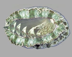 Tropical Abalone
