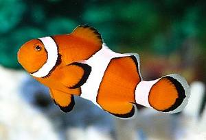Percula Clownfish - Captive