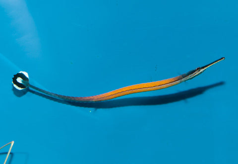 Fire Pipefish
