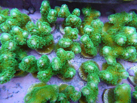 Reef Secrets Camo Super Stylo Coral Frags