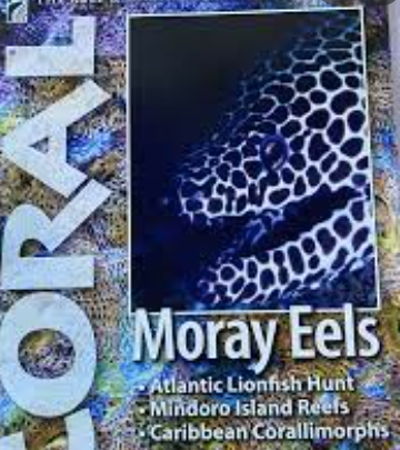 Coral Magazine Eels