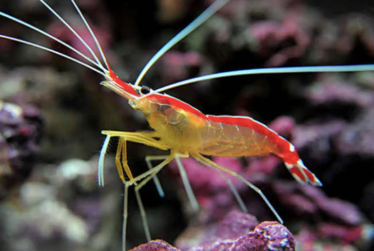 Red Line Cleaner Shrimp