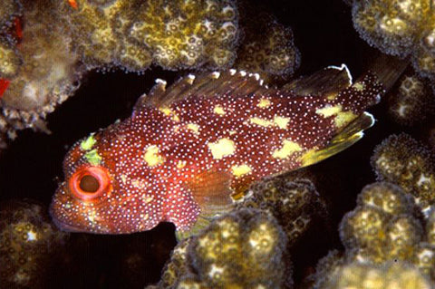 Yellow Spot Scorpionfish