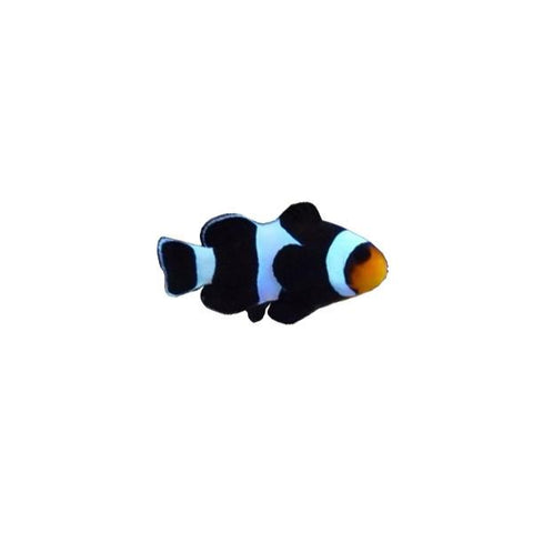 Black & White Ocellaris Clownfish - Captive