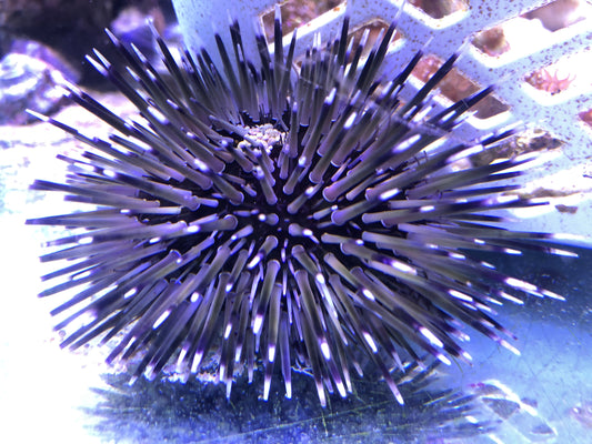 Short Spine Sea Urchins