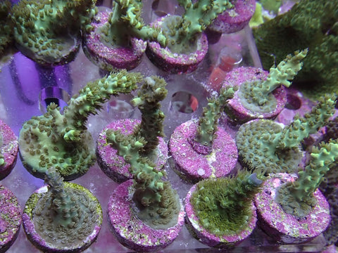 Reef Secrets Horrida sps Frags
