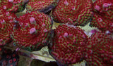 RS Coral Gum Drops