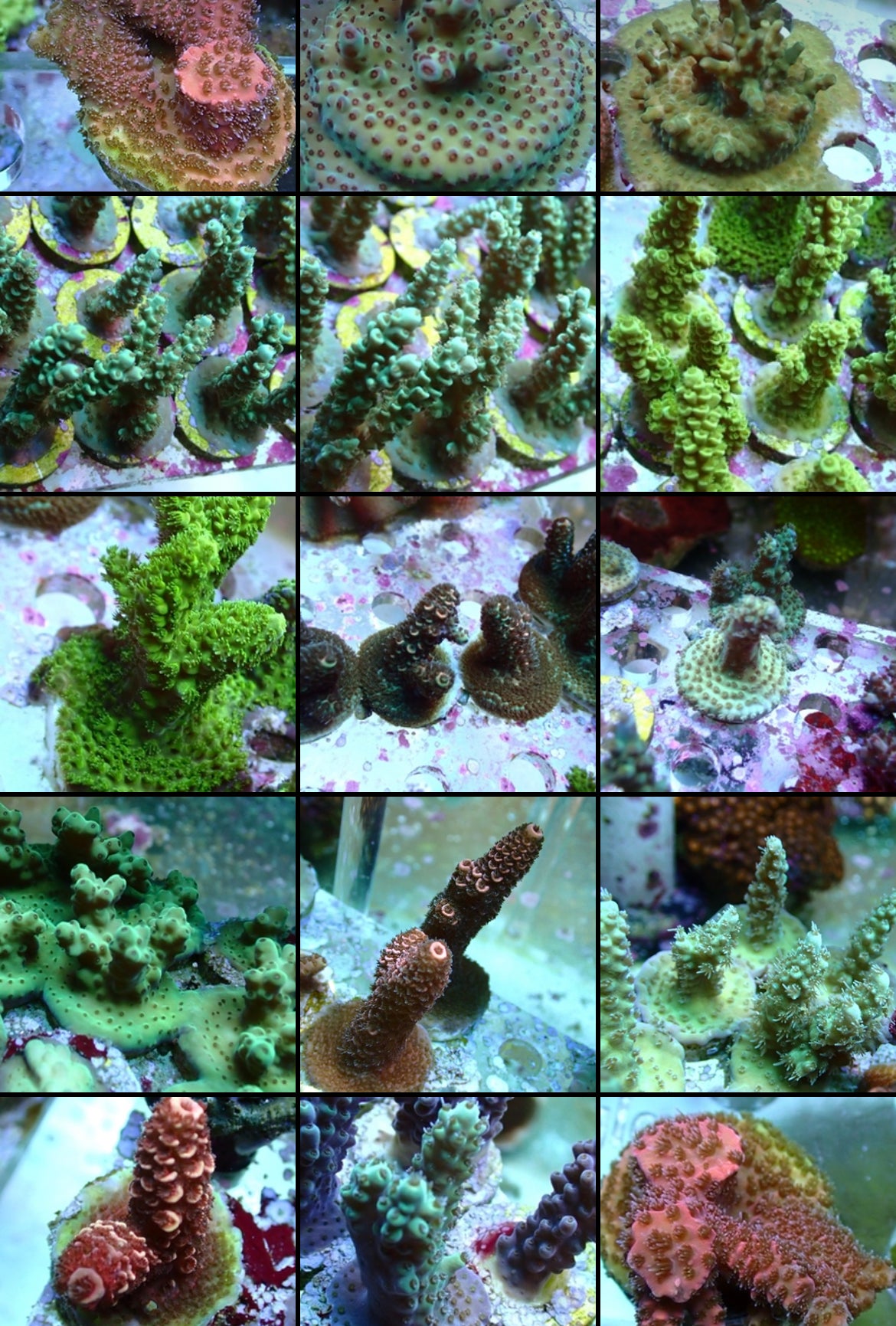 3 SPS Acro assorted Frag pack