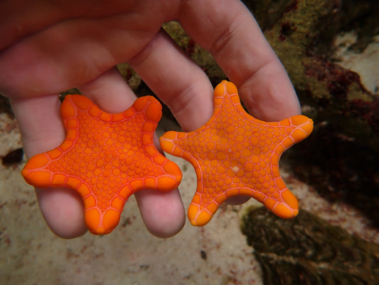 WA Sea Biscuit starfish
