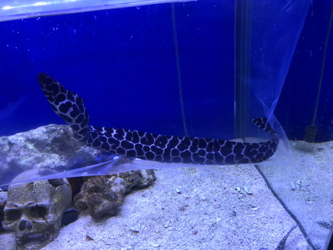 Tesselated Moray Eel