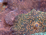 Orange spots Corallimorphs