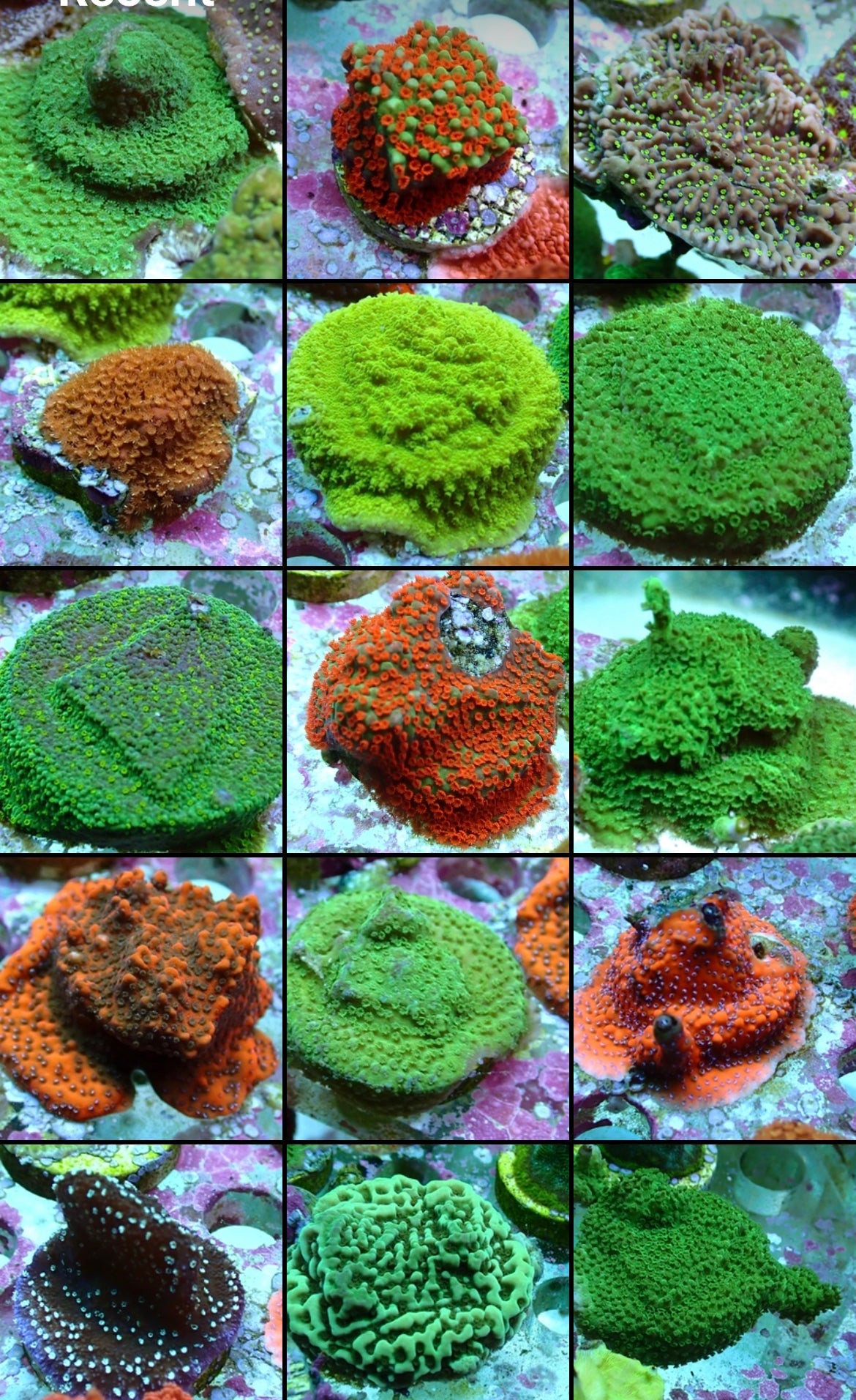 3 SPS Monti assorted Frag pack