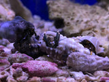 Small Hermit Crabs