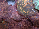 Orange spots Corallimorphs