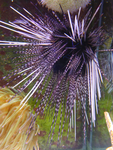 Diadema Long Spine Urchin