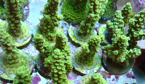 Reef Secrets My Coral Frags 46