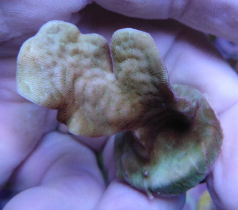 Pavona Cactus Frags small