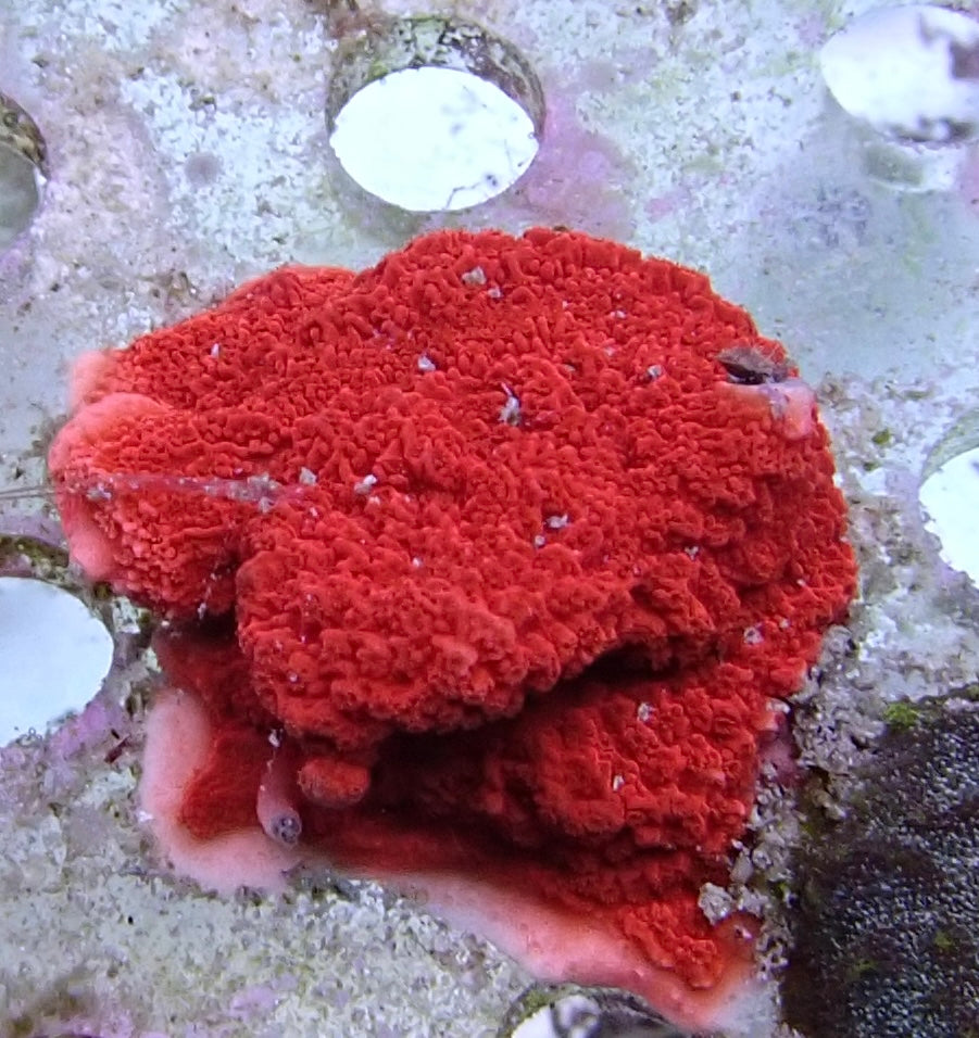 Red plate montipora frags