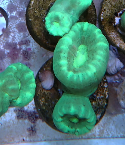 Lime green candy cane frags 2 polyp