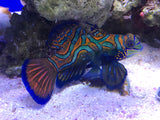 Tank Bred Splendid Mandarin