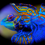 Tank Bred Splendid Mandarin