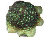 Green hairy Pavona frags
