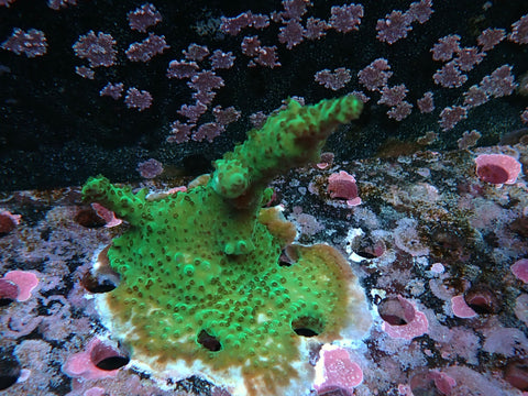 Reef Secrets My Coral Frags 61