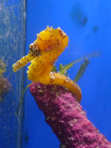 Kuda Seahorse