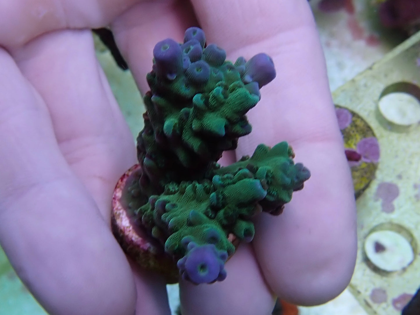 Blue Tip Teal Stag