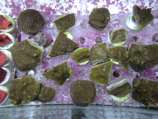 purple polyp monti frag 2