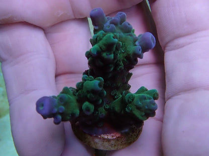 Blue Tip Teal Stag