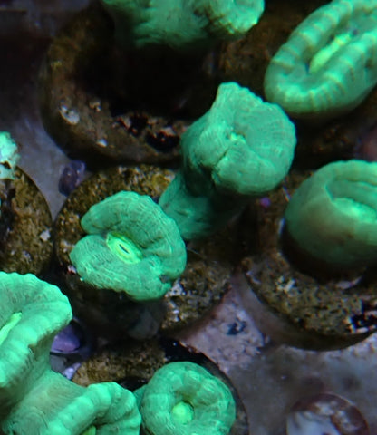 Lime green candy cane frags 1 polyp