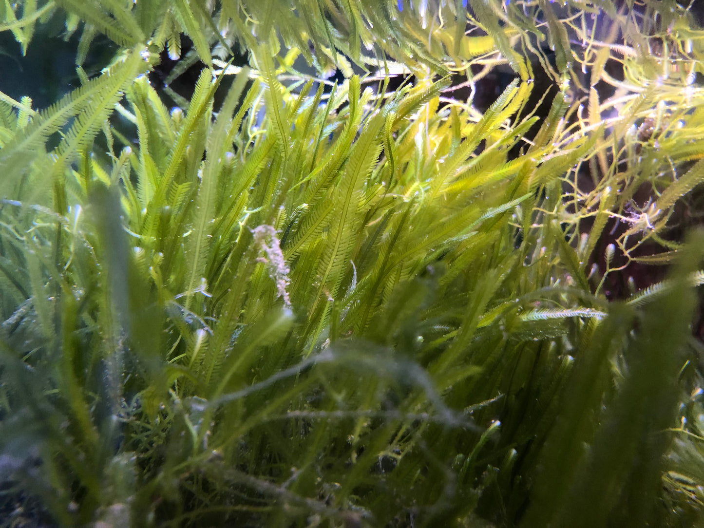 Caulerpa Algae