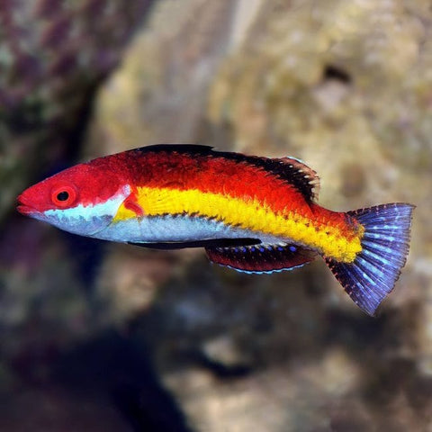 Naoko Fairy Wrasse
