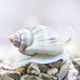 Nassarius Snail