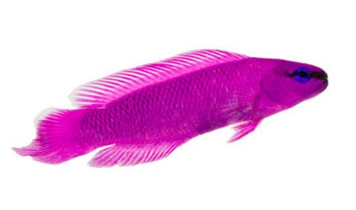 Orchid Dottyback - Captive