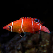 Possum Wrasse