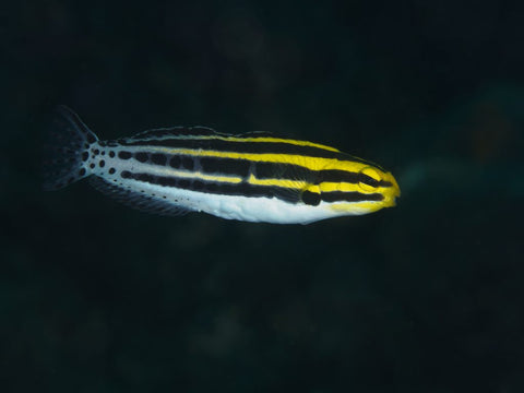Striped Blenny - Captive