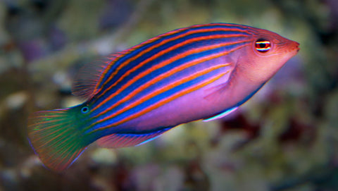 Sixline Wrasse