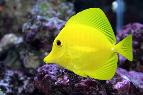 Yellow Tang