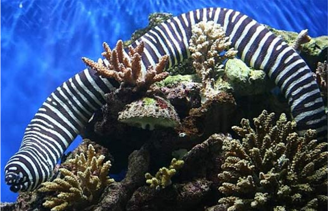 Zebra Moray Eel